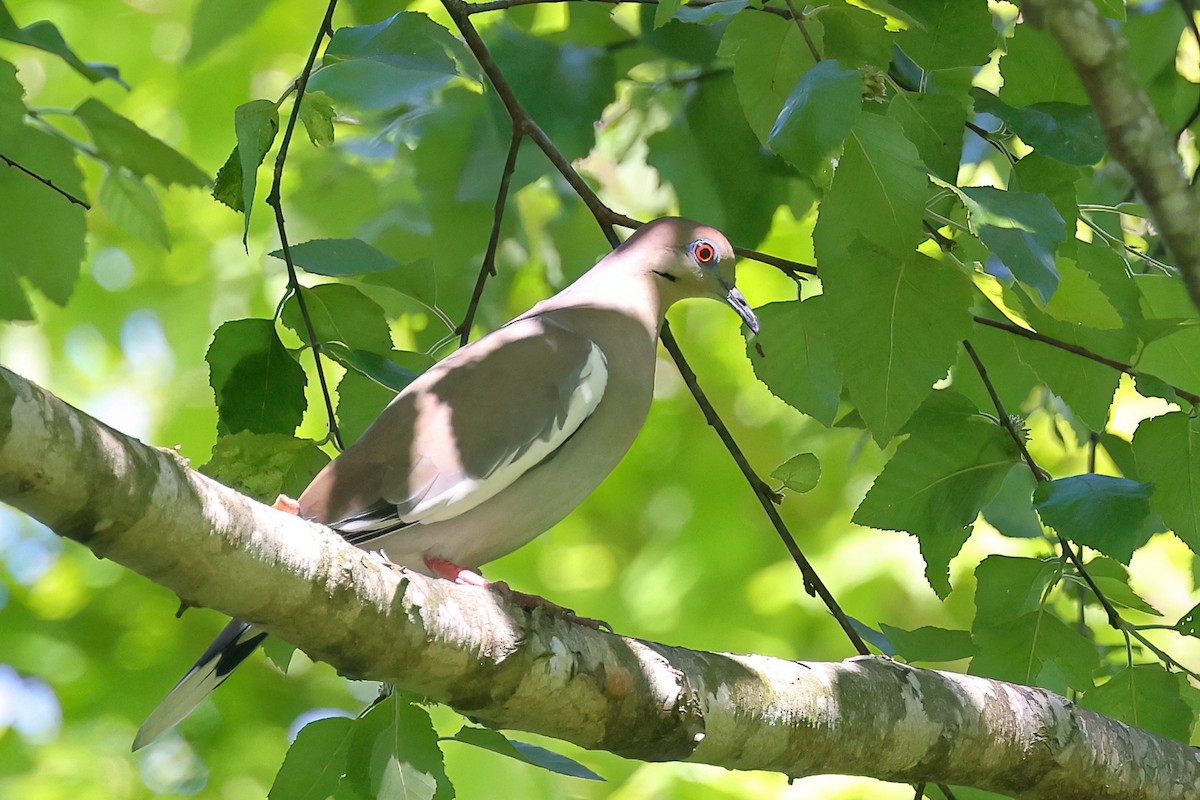 White-winged Dove - ML634885625