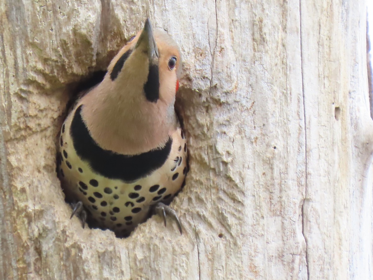 Northern Flicker - ML634885626