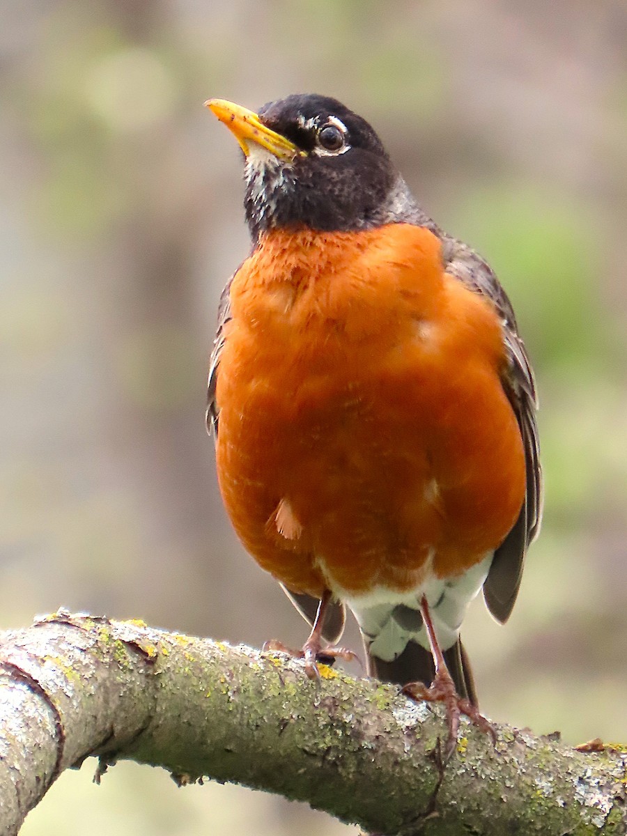 American Robin - ML634885647
