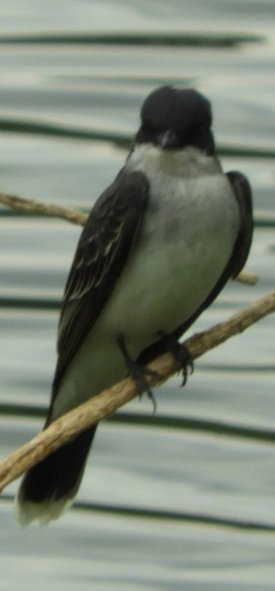 Eastern Kingbird - ML634885672