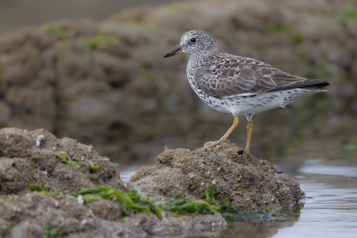 Surfbird - ML634885676