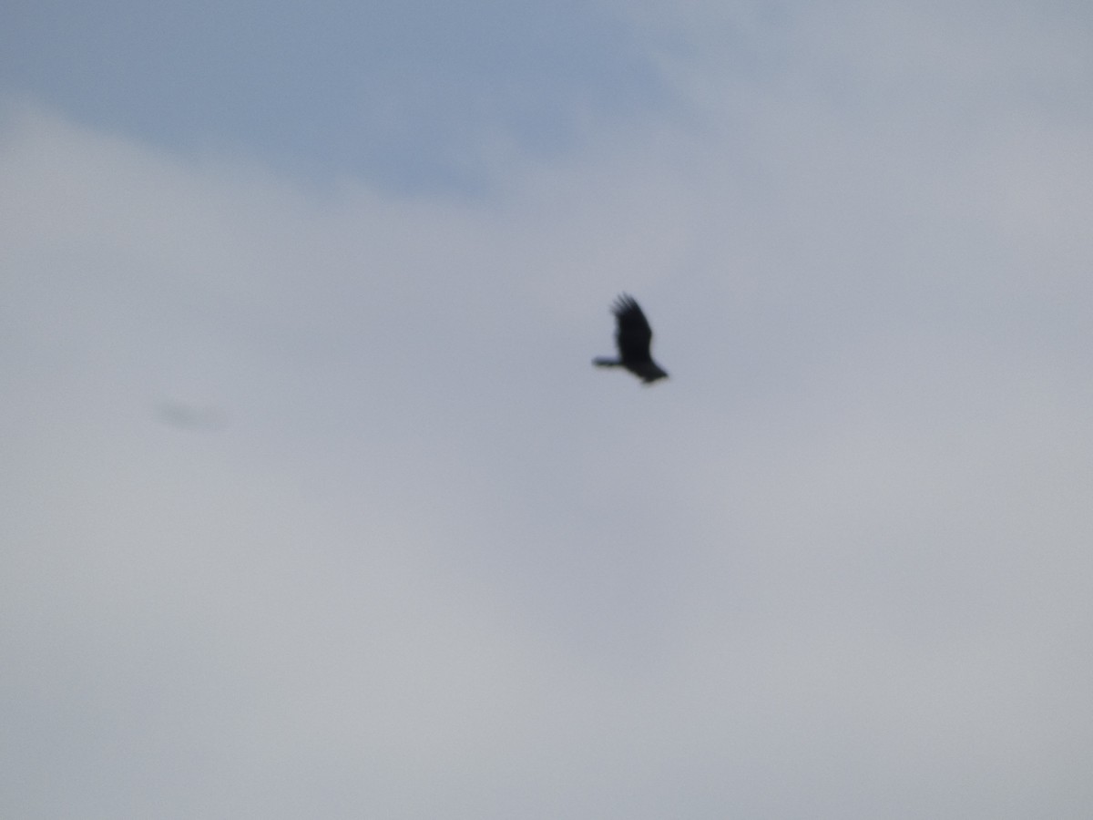 Turkey Vulture - ML634885694