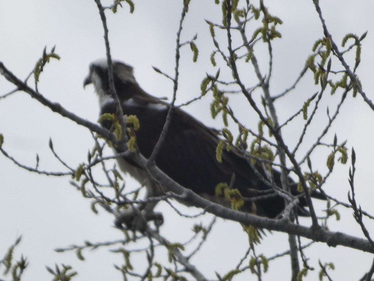 Osprey - ML634885706
