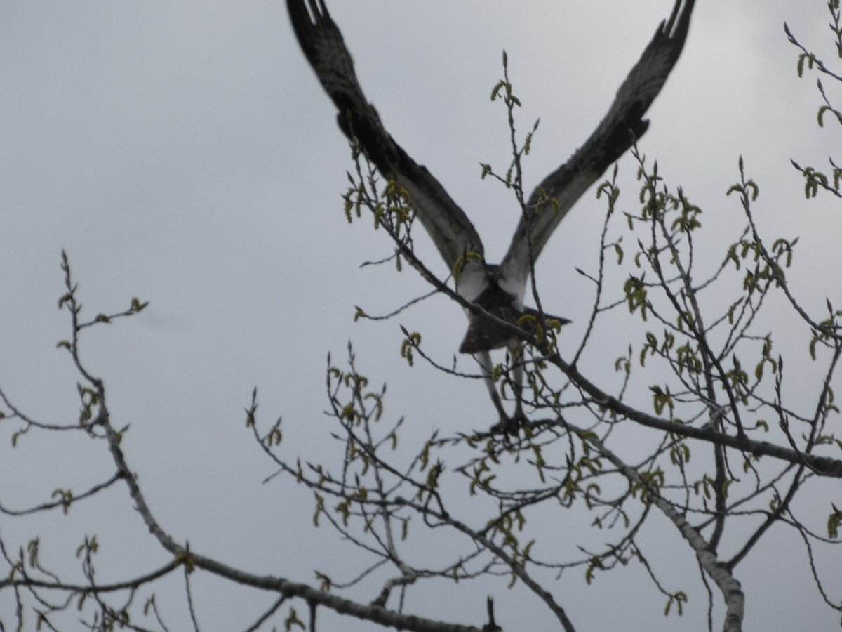 Osprey - ML634885707