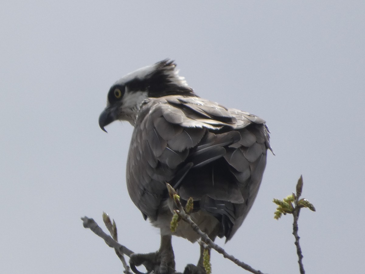 Osprey - ML634885729