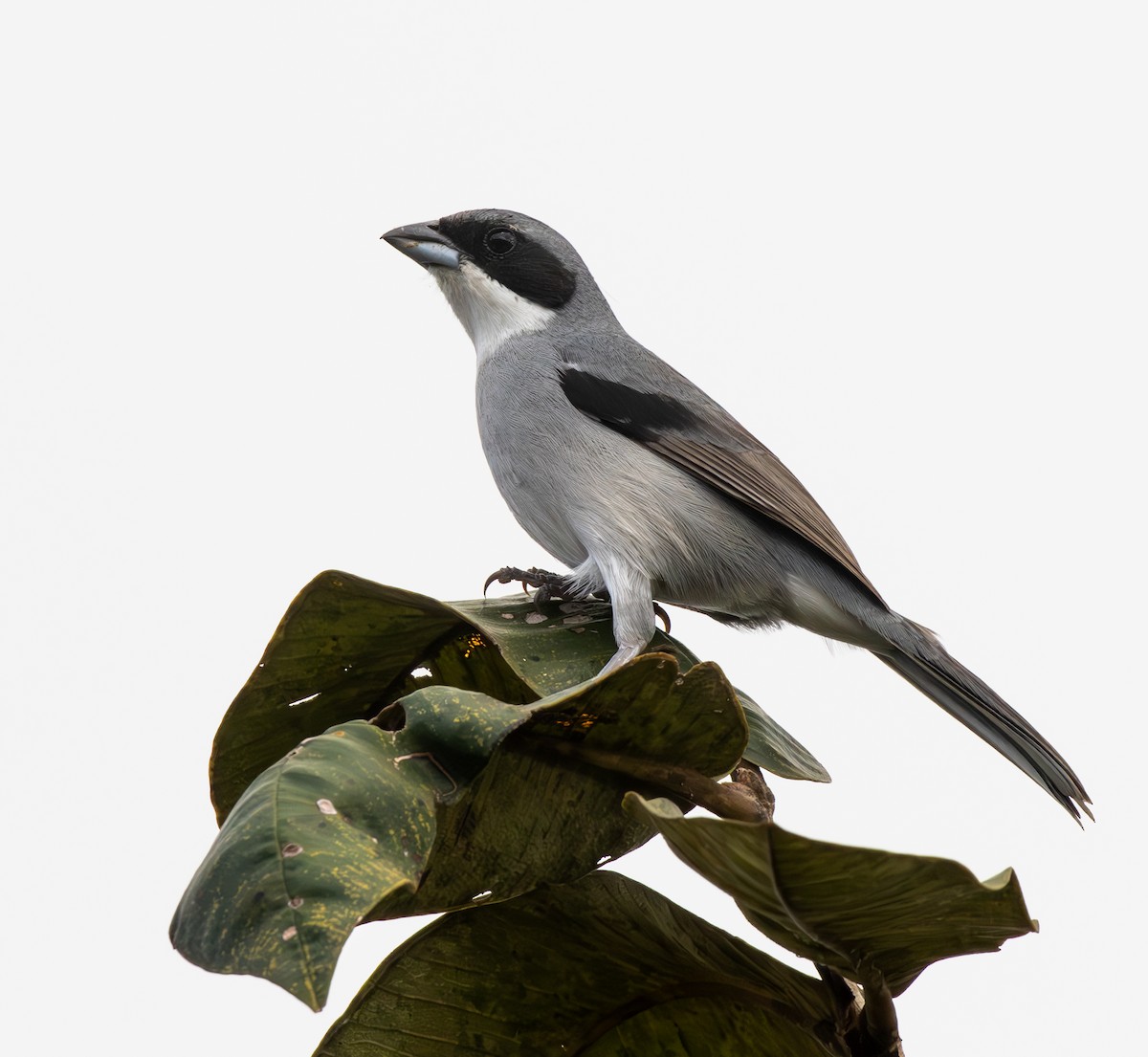 White-banded Tanager - ML634885796