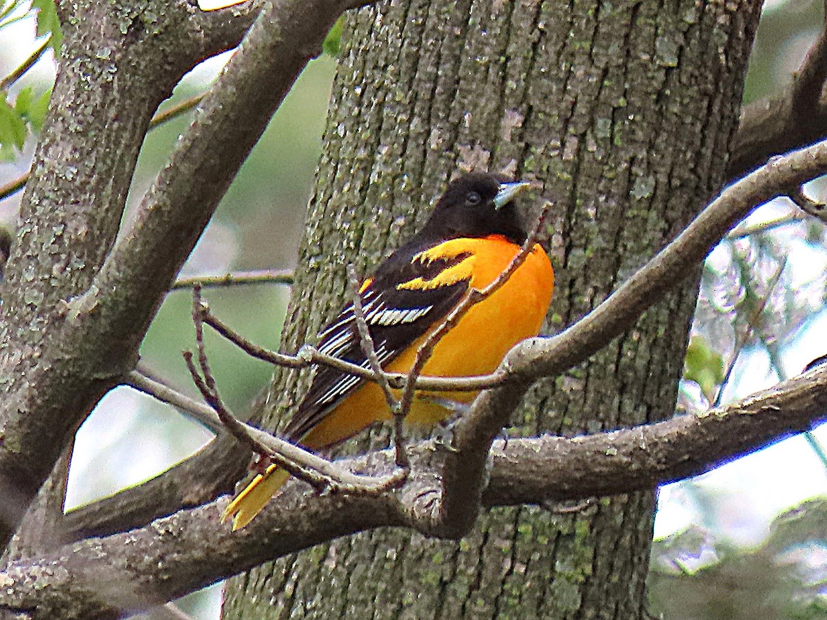 Baltimore Oriole - ML634885806