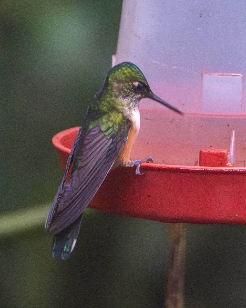 Violet-tailed Sylph - ML634885896