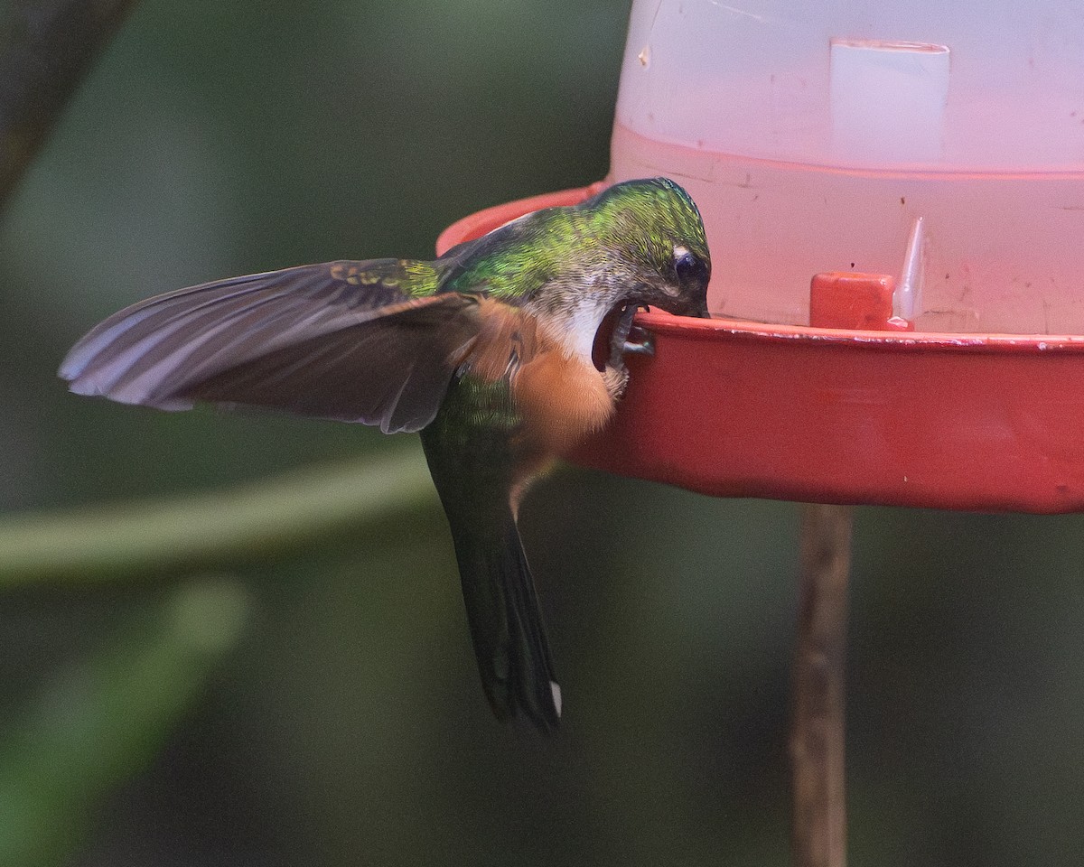 Violet-tailed Sylph - ML634885899
