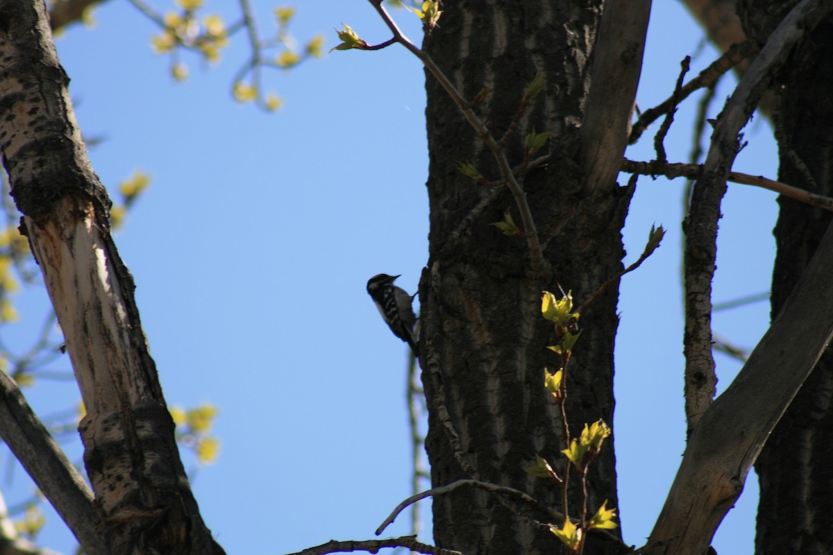 Downy Woodpecker - ML634885901