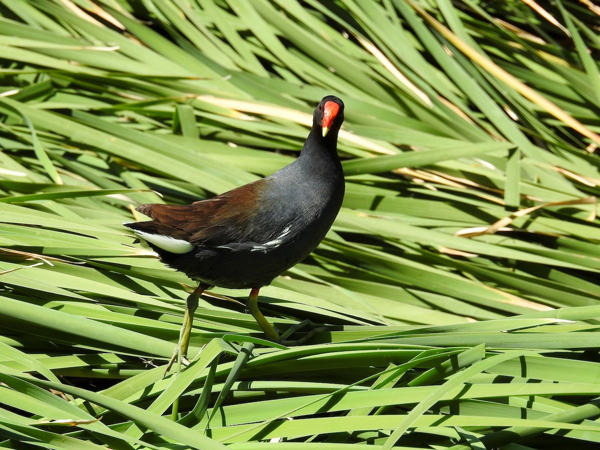 Common Gallinule - ML634886054
