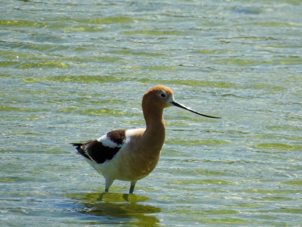 American Avocet - ML634886060