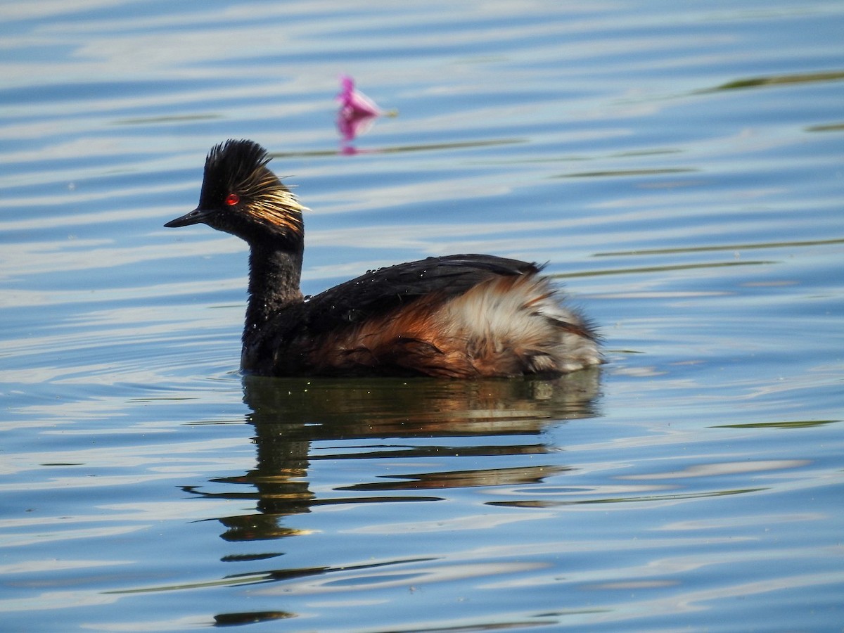 Eared Grebe - ML634886069