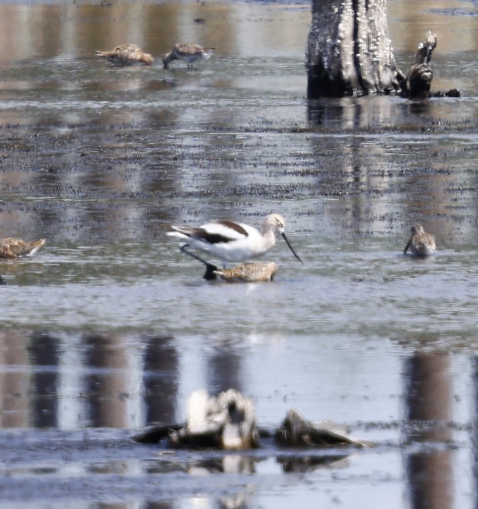 American Avocet - ML634886121