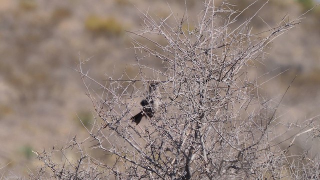 Crissal Thrasher - ML634886125