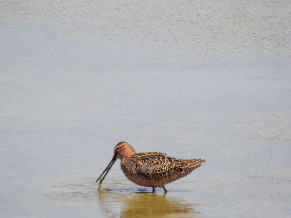 Long-billed Dowitcher - ML634886137