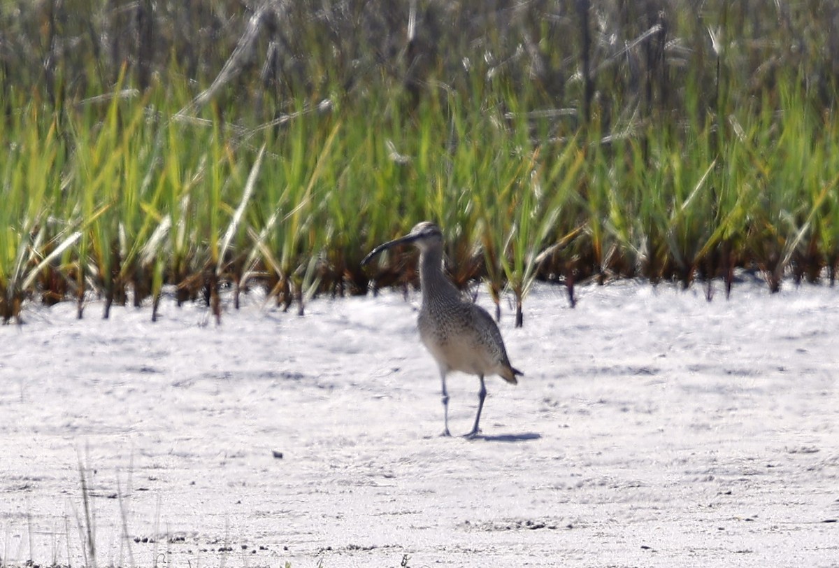 Whimbrel - ML634886139