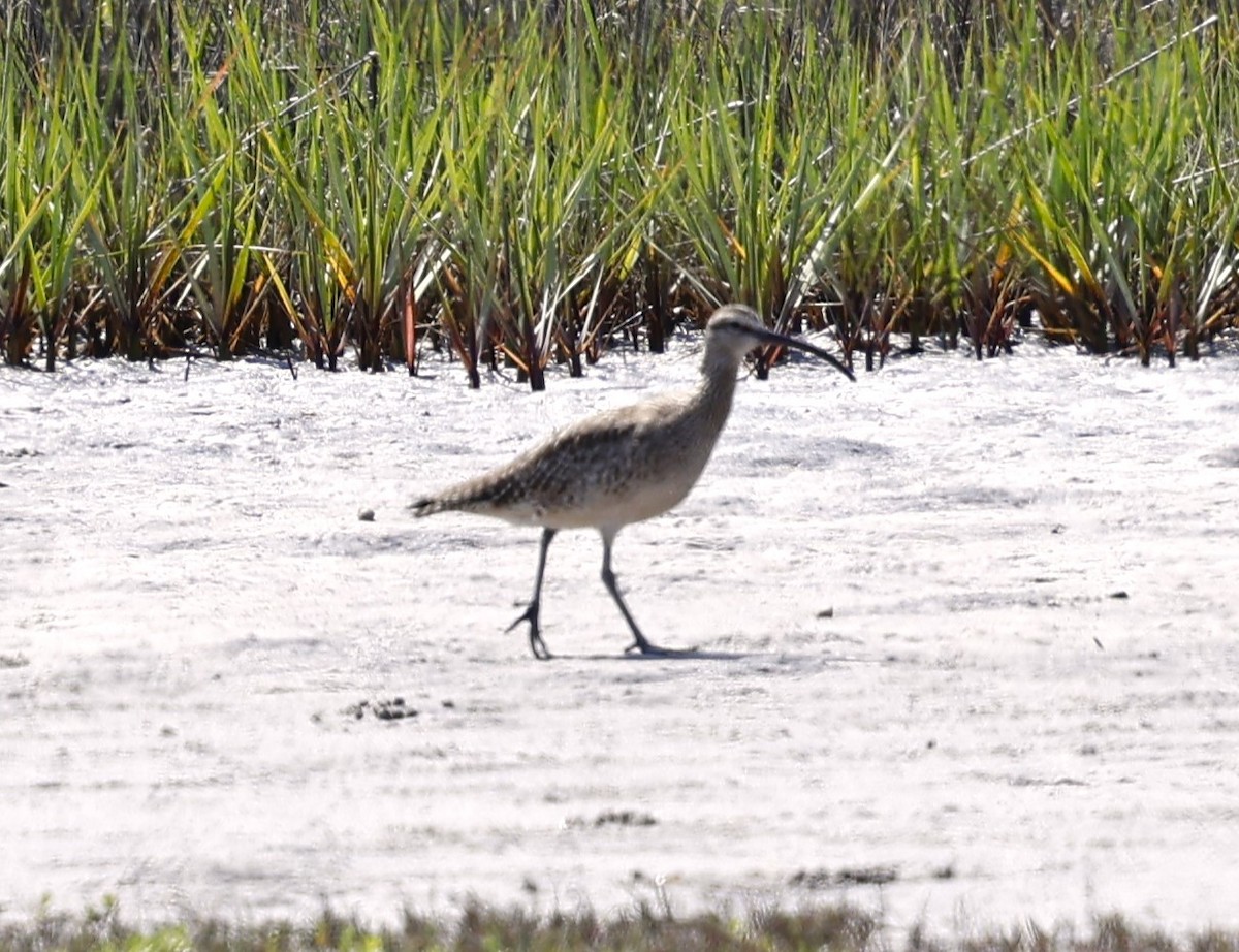 Whimbrel - ML634886140
