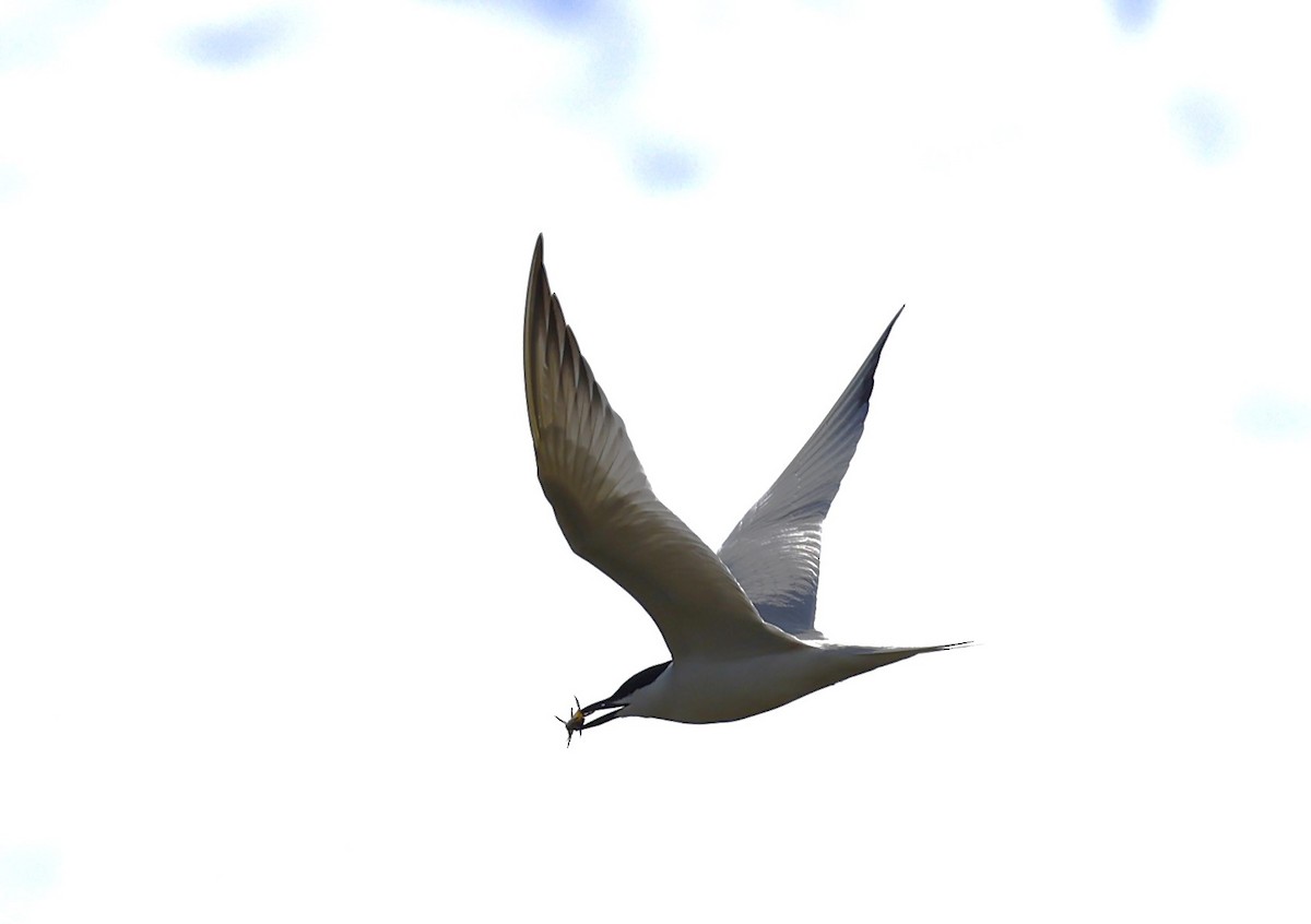 Gull-billed Tern - ML634886156