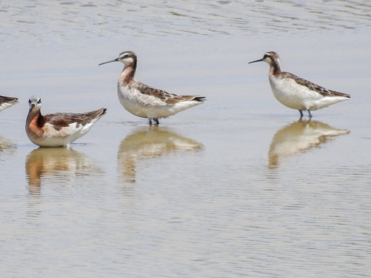 Wilson's Phalarope - ML634886159