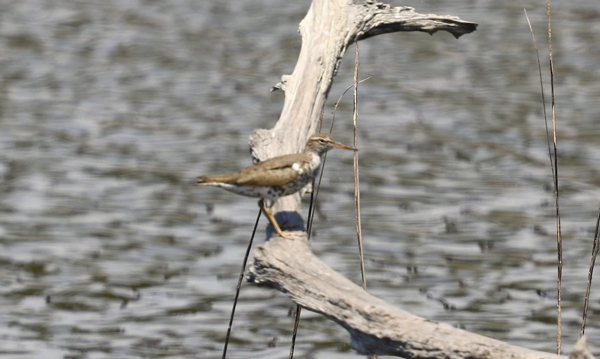 Spotted Sandpiper - ML634886221