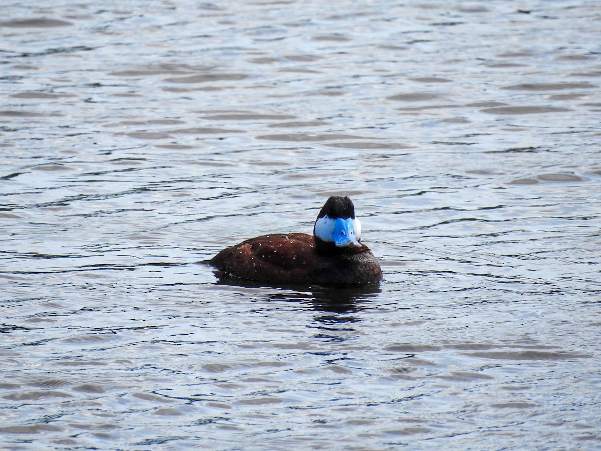 Ruddy Duck - ML634886230
