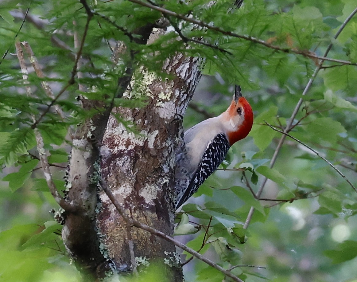 Red-bellied Woodpecker - ML634886238