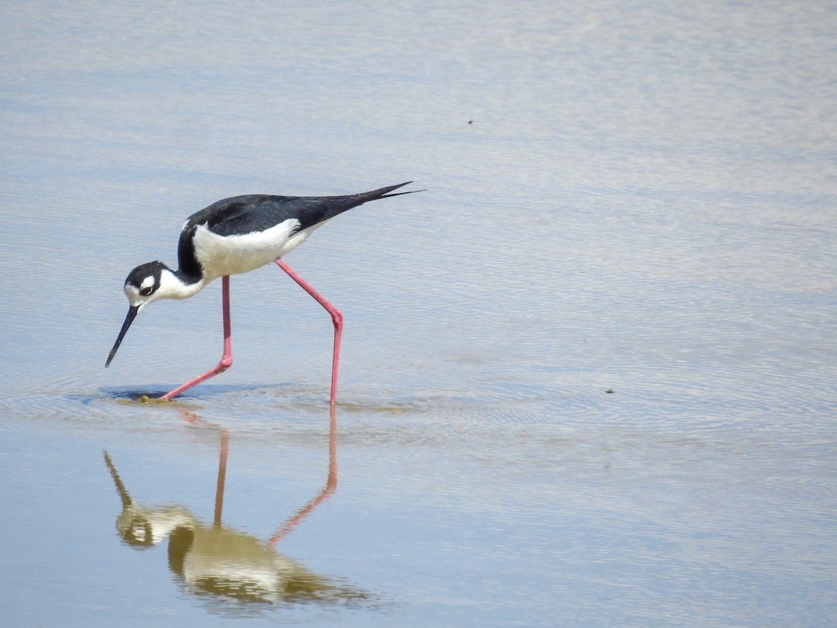 Black-necked Stilt - ML634886301