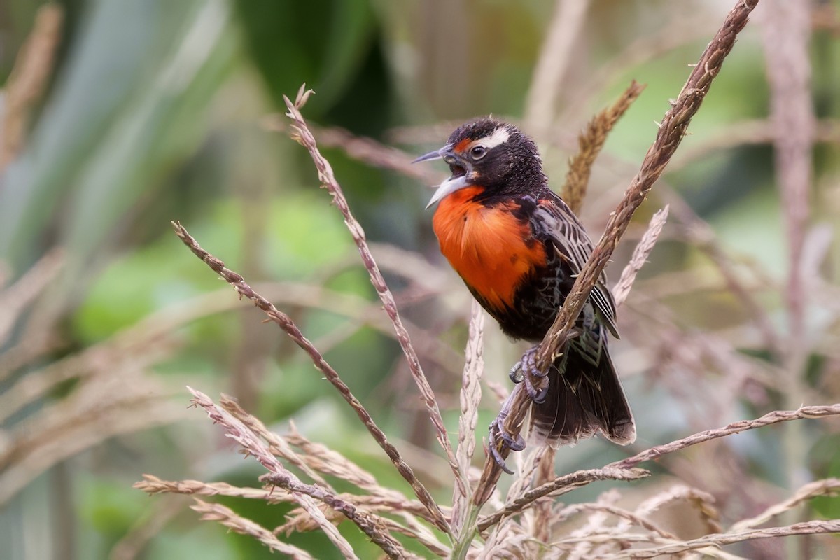 Peruvian Meadowlark - ML634886315