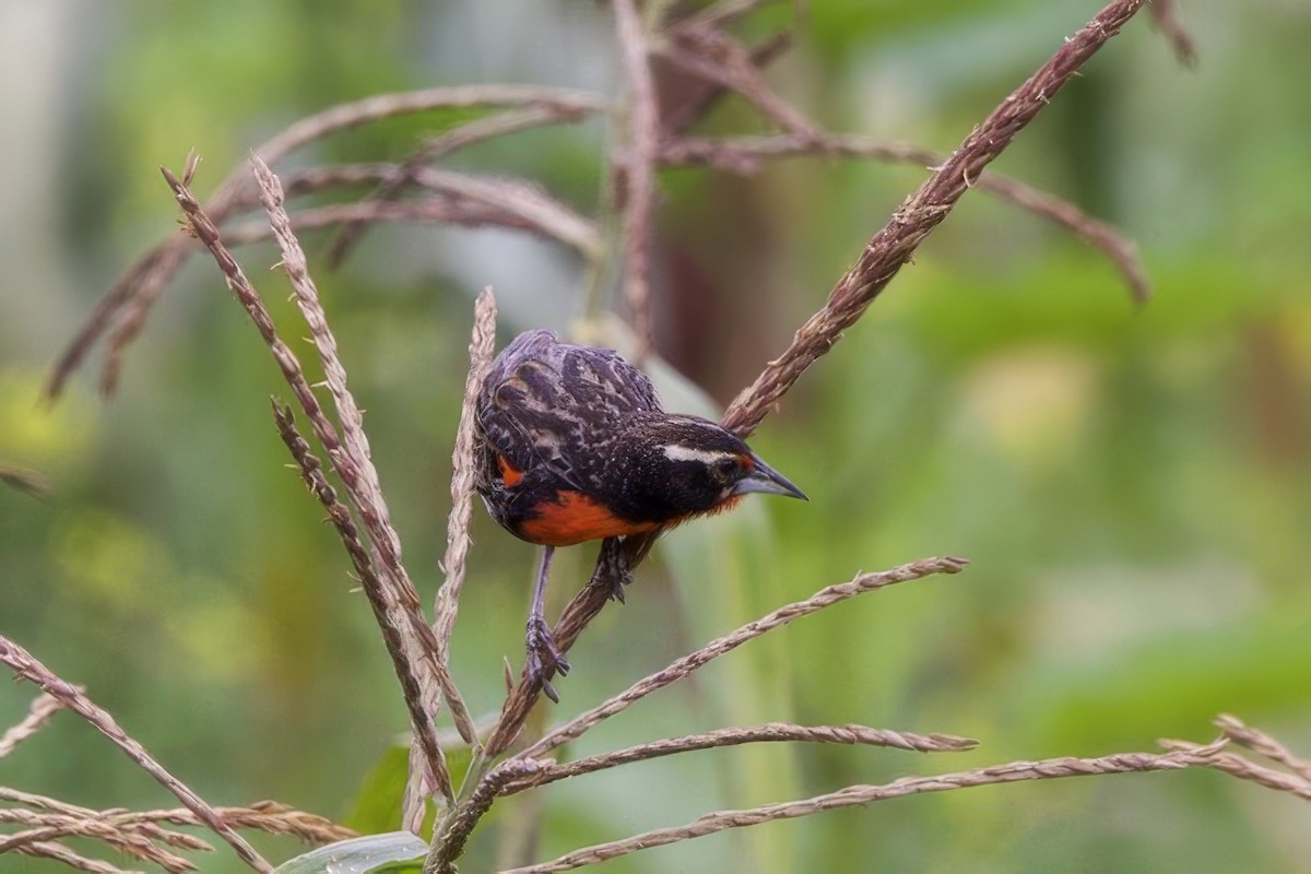 Peruvian Meadowlark - ML634886320