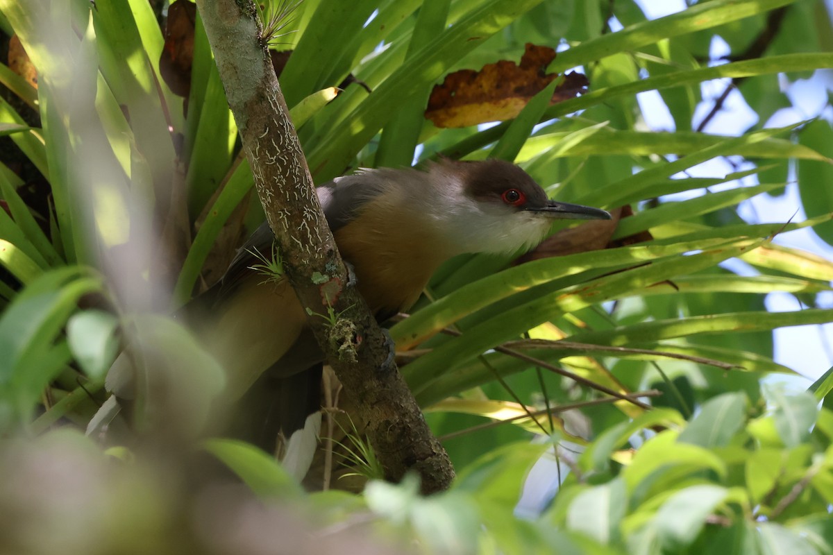 Jamaican Lizard-Cuckoo - ML634886351