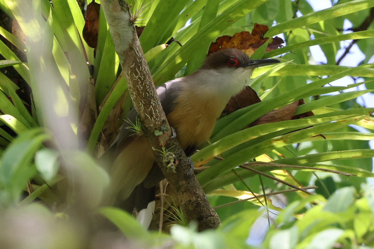 Jamaican Lizard-Cuckoo - ML634886352