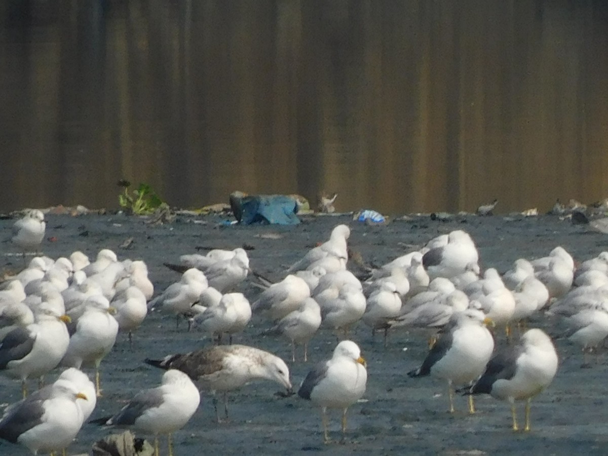 Black-headed/Brown-headed Gull - ML634886357