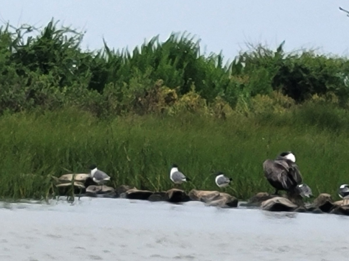 Laughing Gull - ML634886380