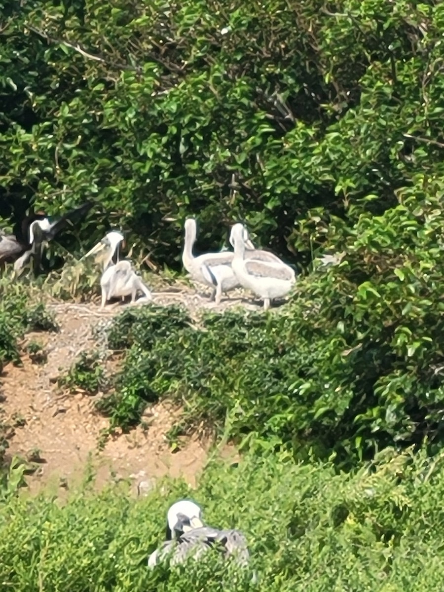 Brown Pelican - ML634886433
