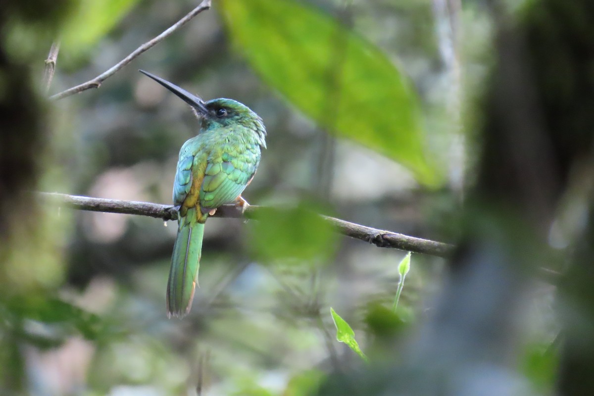 Bluish-fronted Jacamar - ML634886573