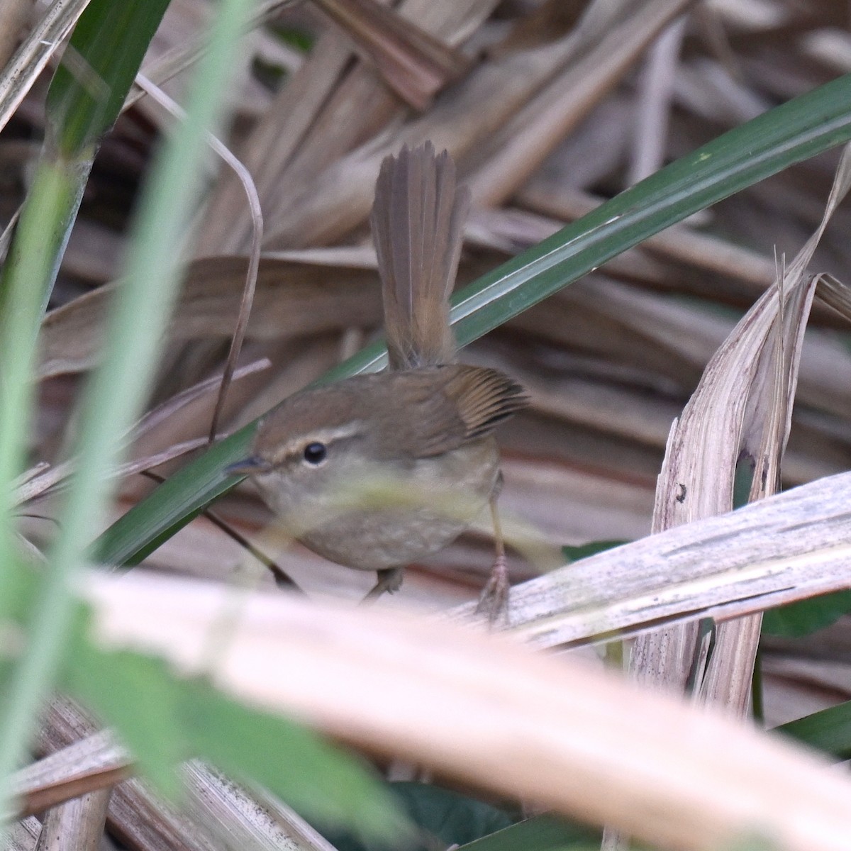 Brownish-flanked Bush Warbler - ML634886690