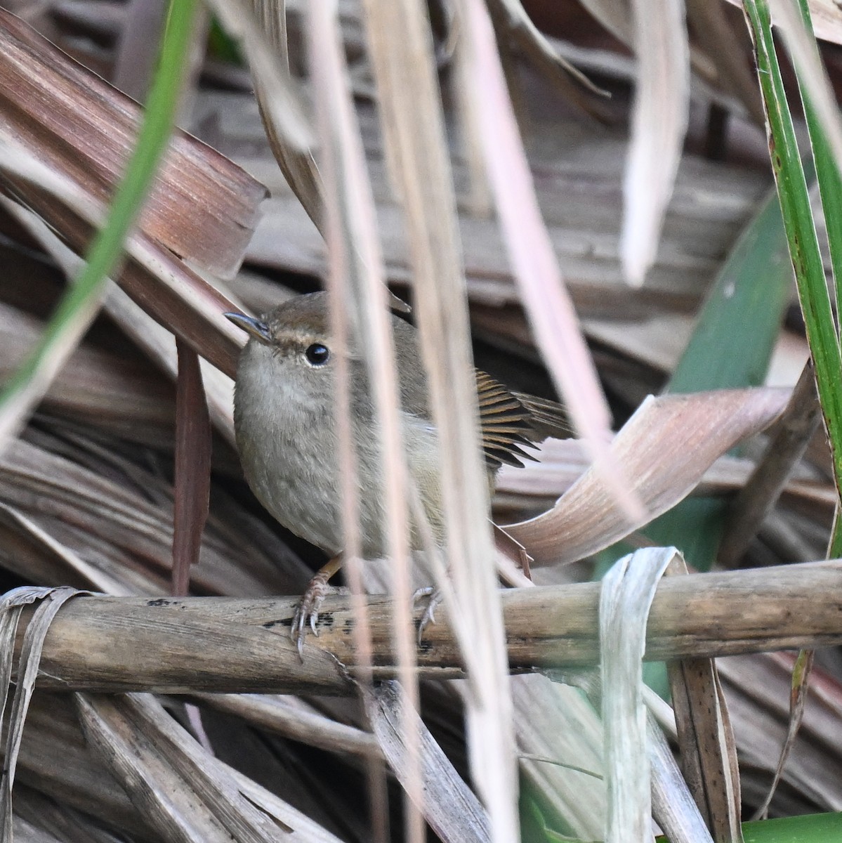 Brownish-flanked Bush Warbler - ML634886692