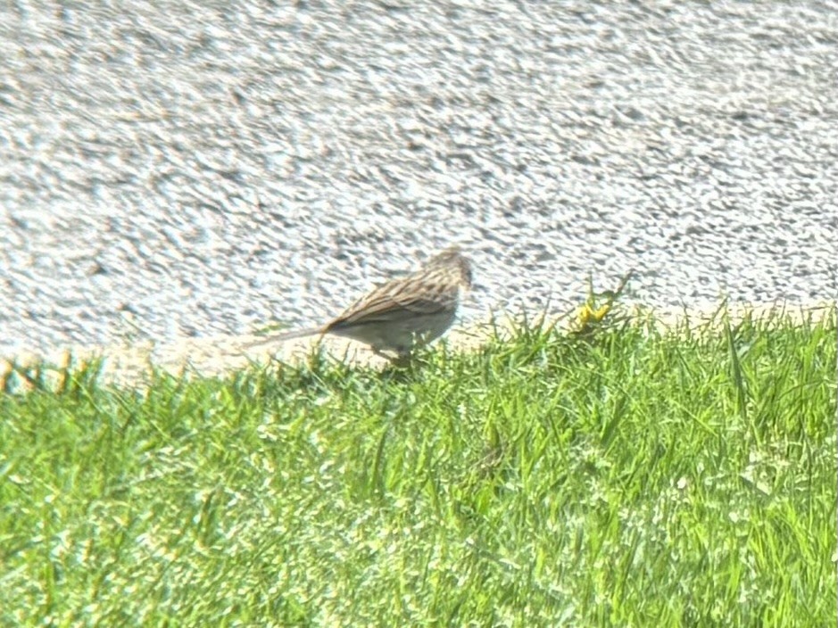 Brewer's Sparrow - ML634886699