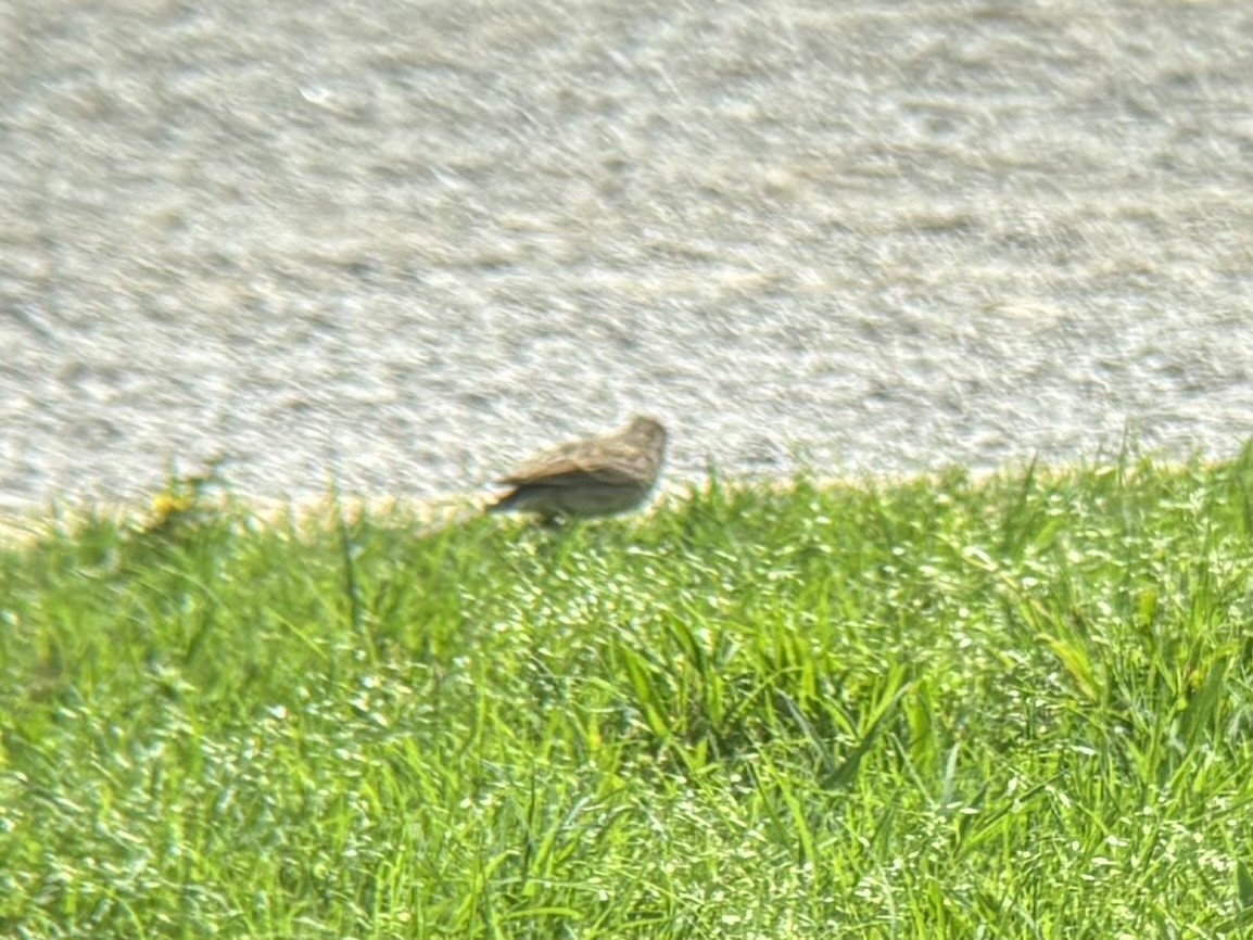 Brewer's Sparrow - ML634886701