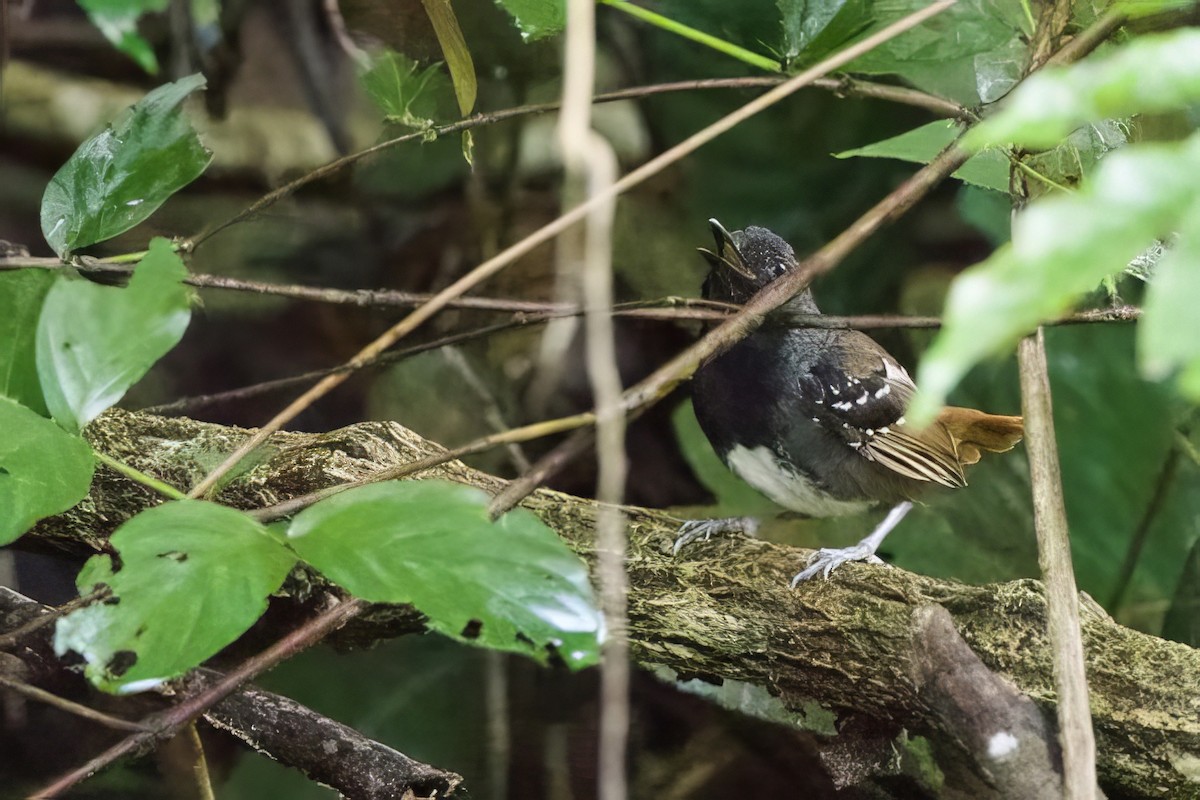 Chestnut-tailed Antbird - ML634886792
