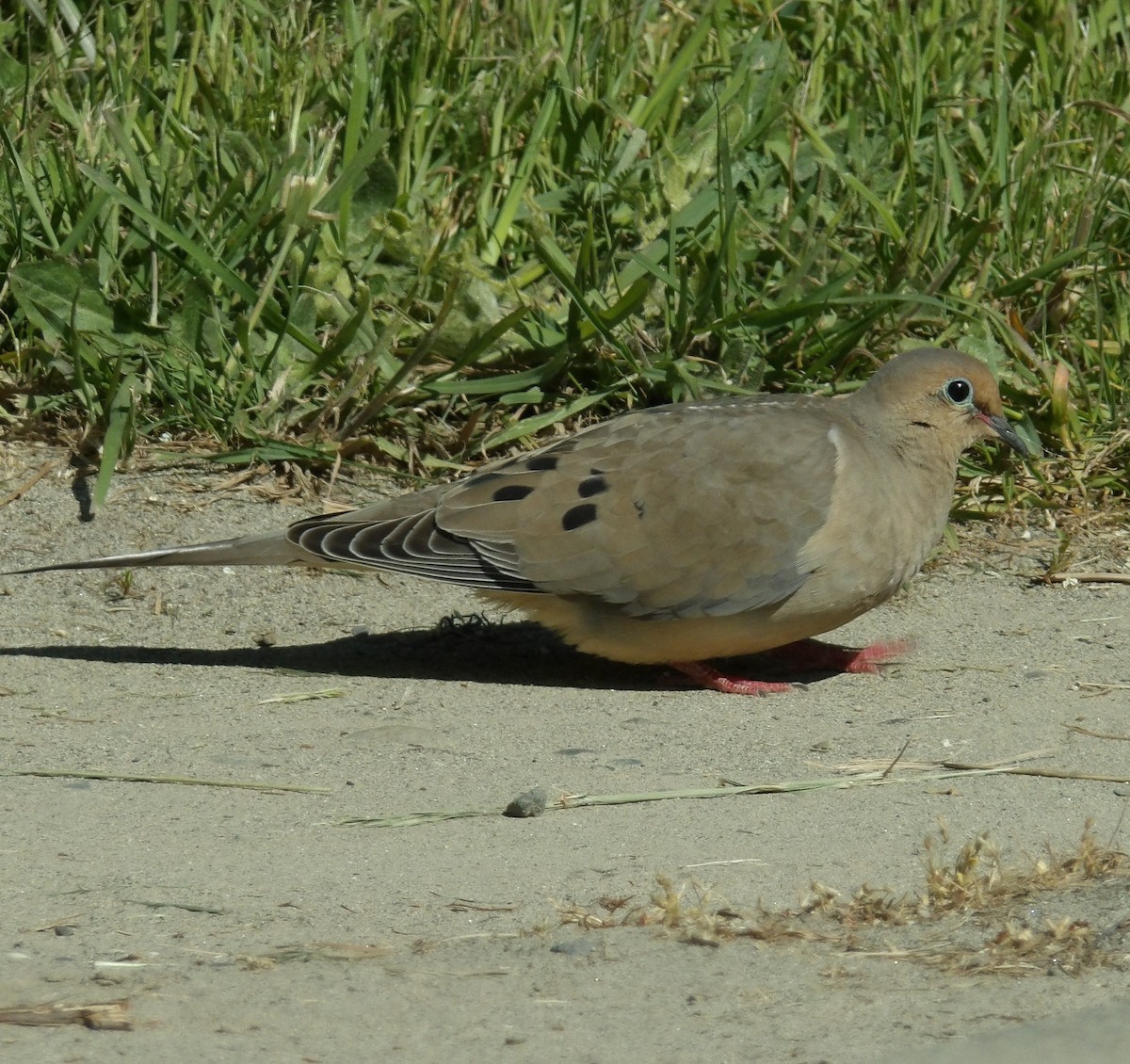 Mourning Dove - ML634886861