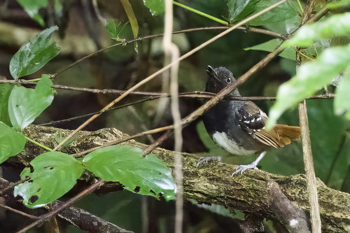 Chestnut-tailed Antbird - ML634886884
