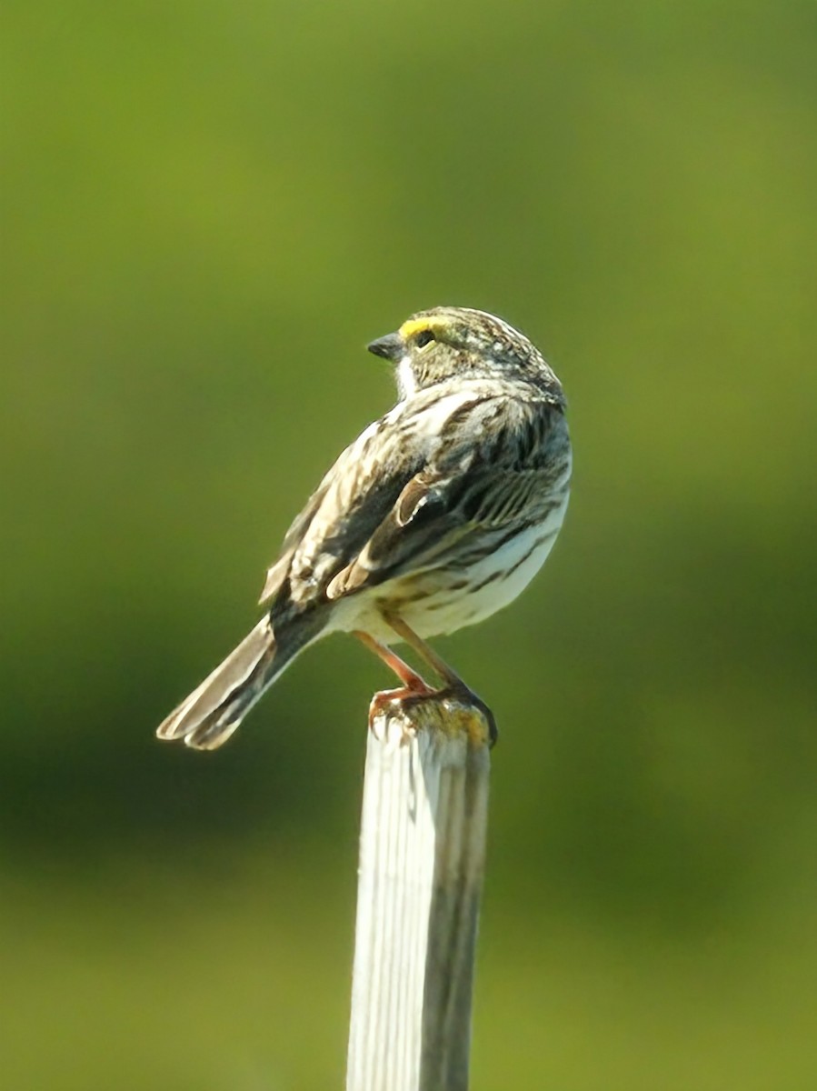 Savannah Sparrow - ML634886895