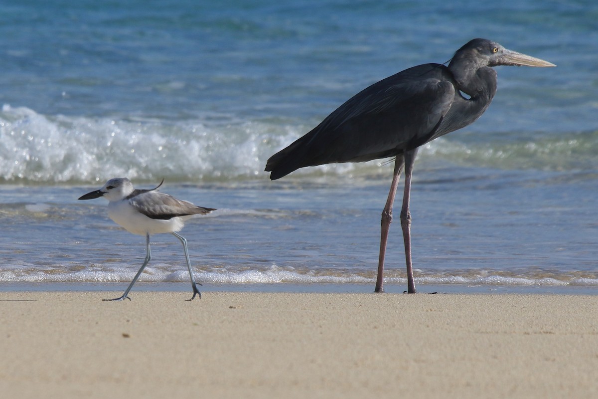 Humblot's Heron - ML634886896