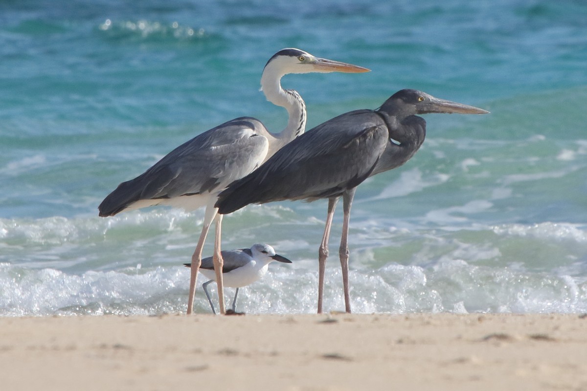 Humblot's Heron - ML634886899