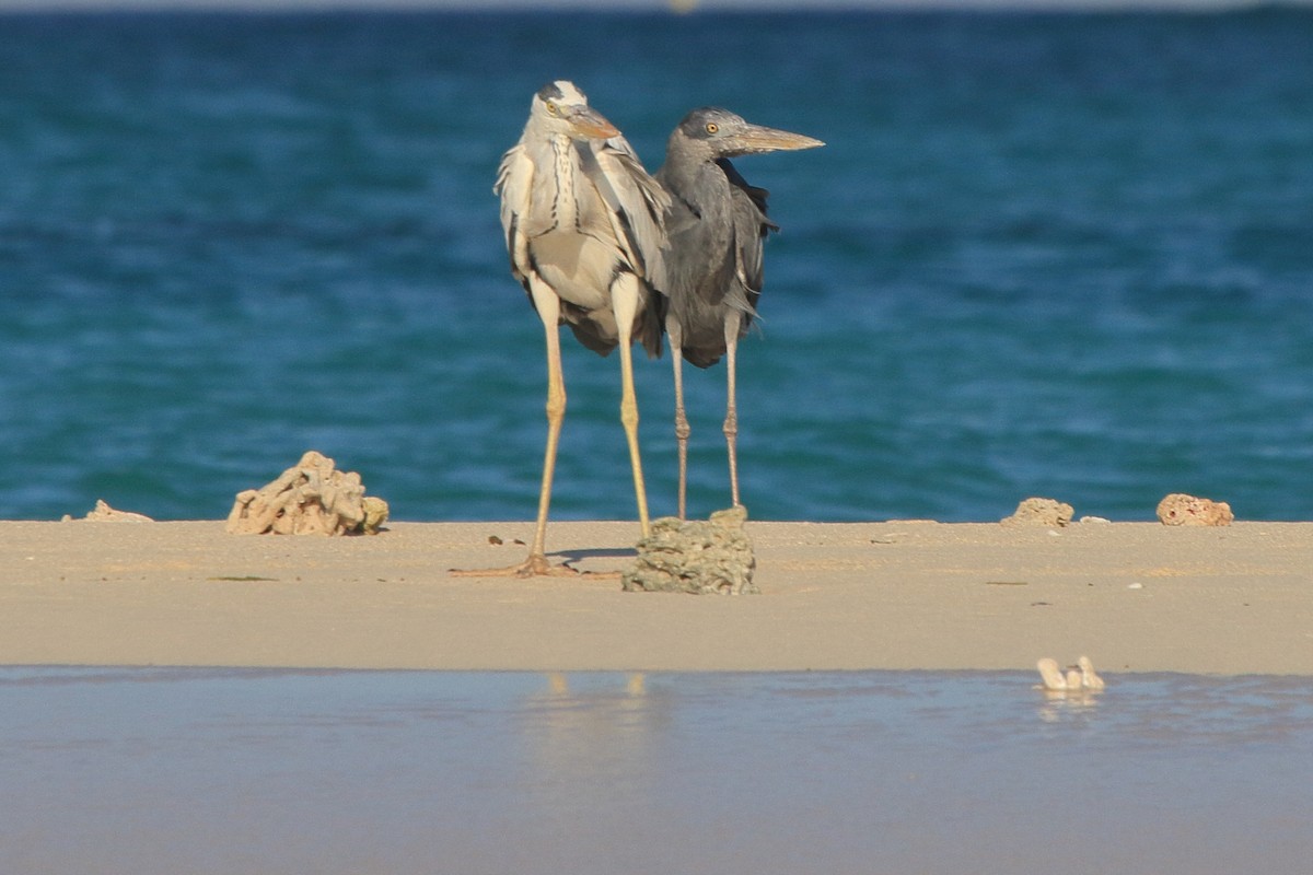 Humblot's Heron - ML634886905
