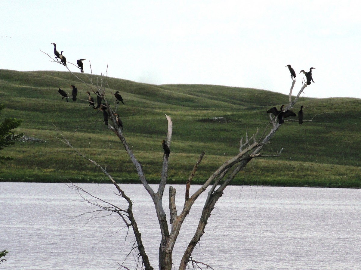 Double-crested Cormorant - ML63488691