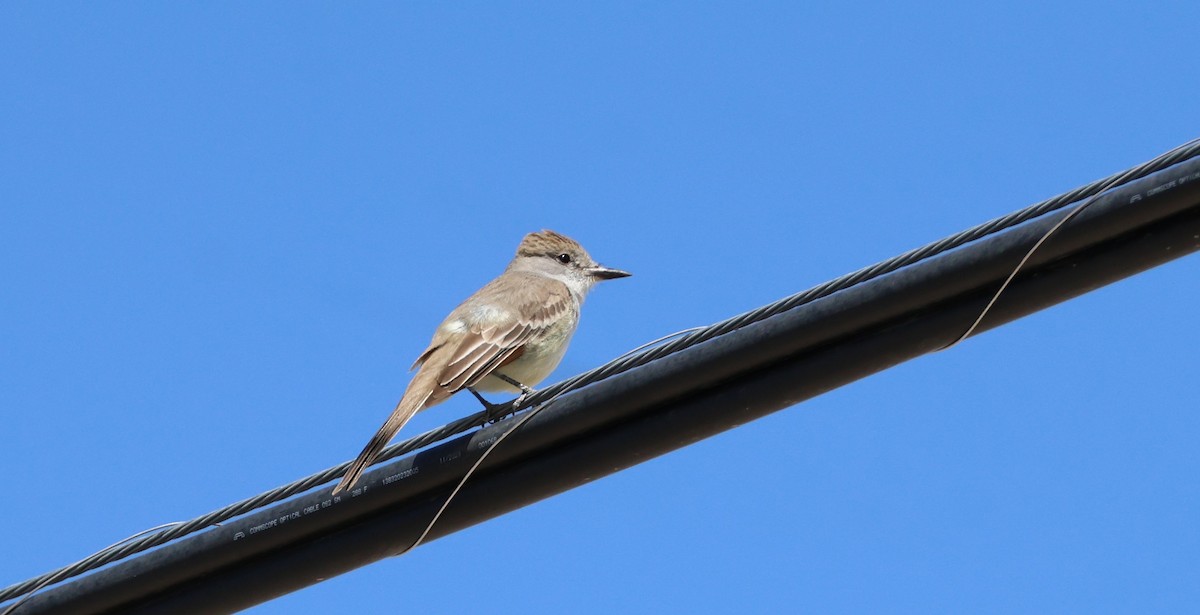 Ash-throated Flycatcher - ML634886953