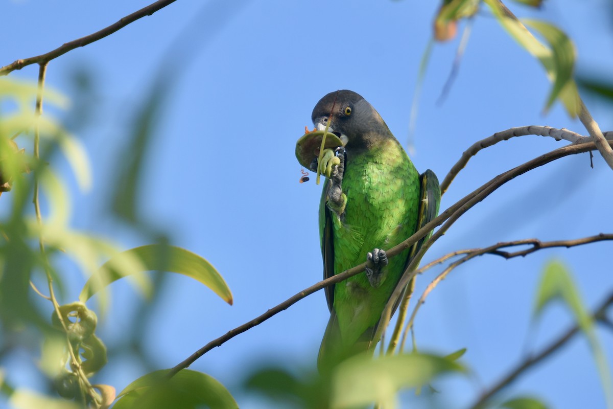 Brown-headed Parrot - ML634887066